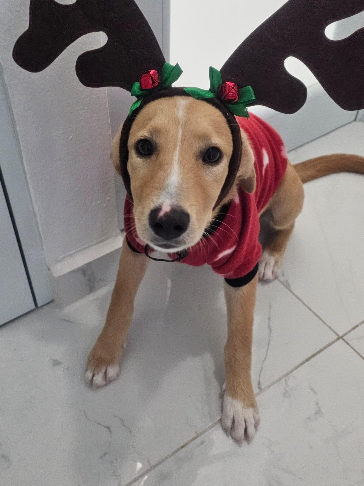 Enlarge Betsy, an adopted mixed breed in Glen Rock, NJ image 7/7