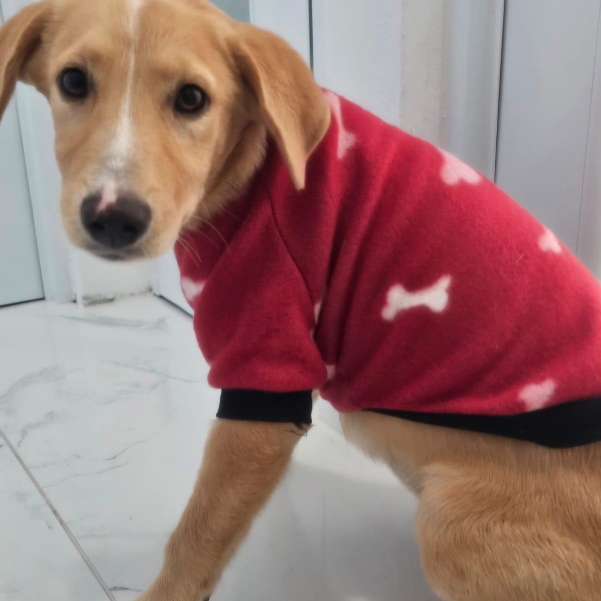 Betsy, adopted, Puppy Female Yellow Labrador Retriever.