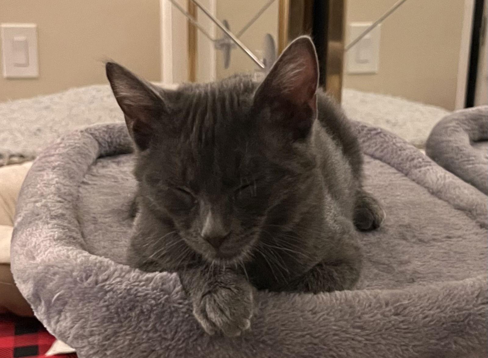 Coal, Adoptable, Kitten Male Domestic Short Hair.