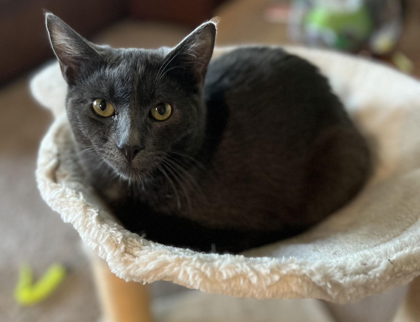 Enlarge Coal, a Adoptable Domestic Short Hair in San Jose, CA image 2/3