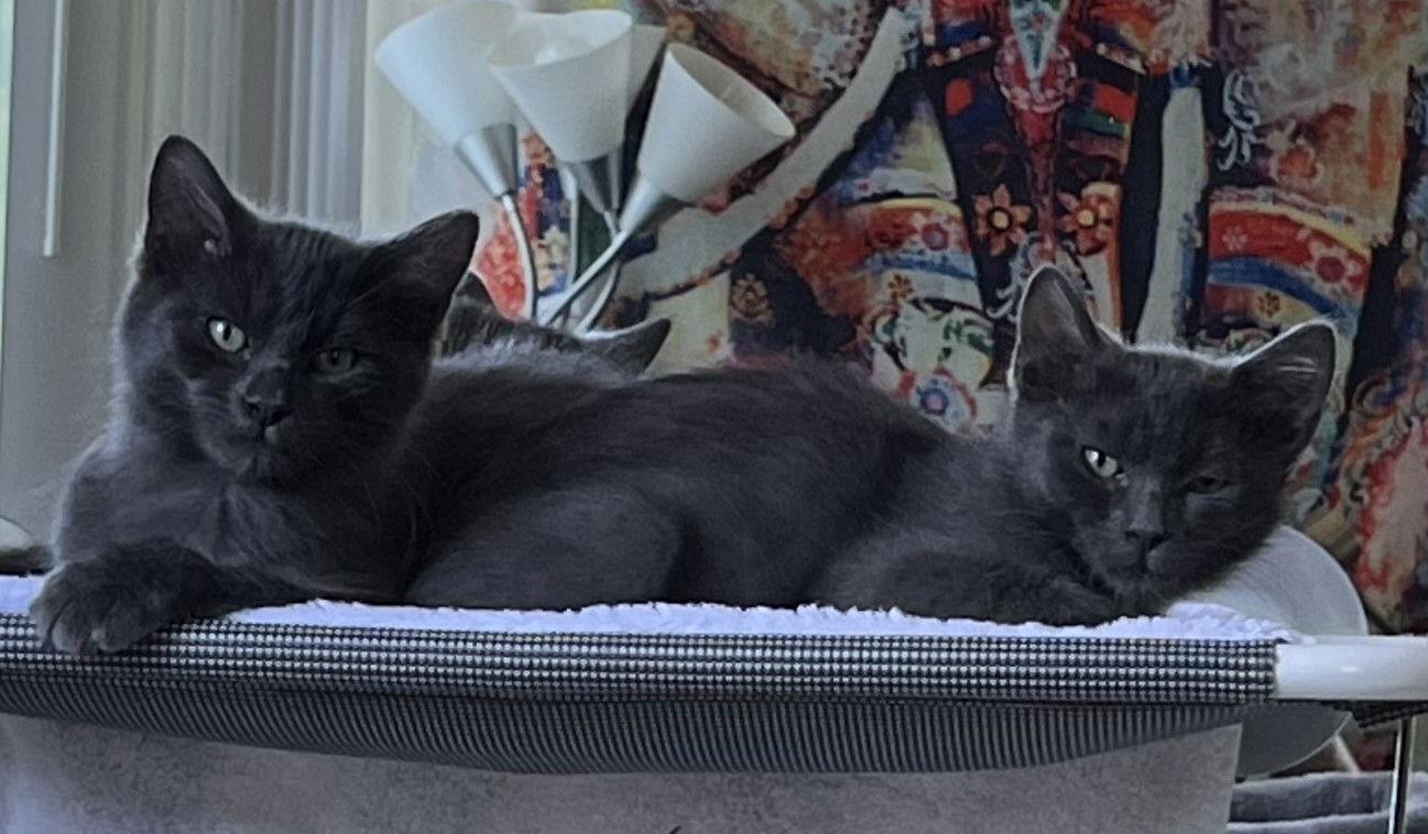 Enlarge Coal, a Adoptable Domestic Short Hair in San Jose, CA image 3/3