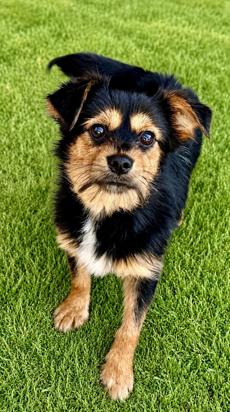 Enlarge Reesie, a ADOPTABLE mixed breed in El Segundo, CA image 4/6