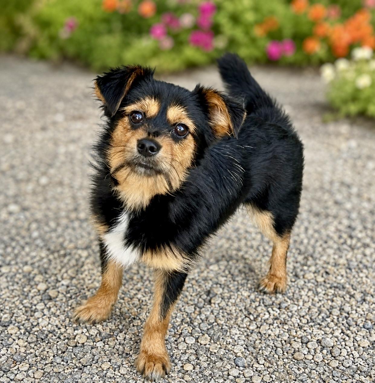 Enlarge Reesie, a ADOPTABLE mixed breed in El Segundo, CA image 2/6