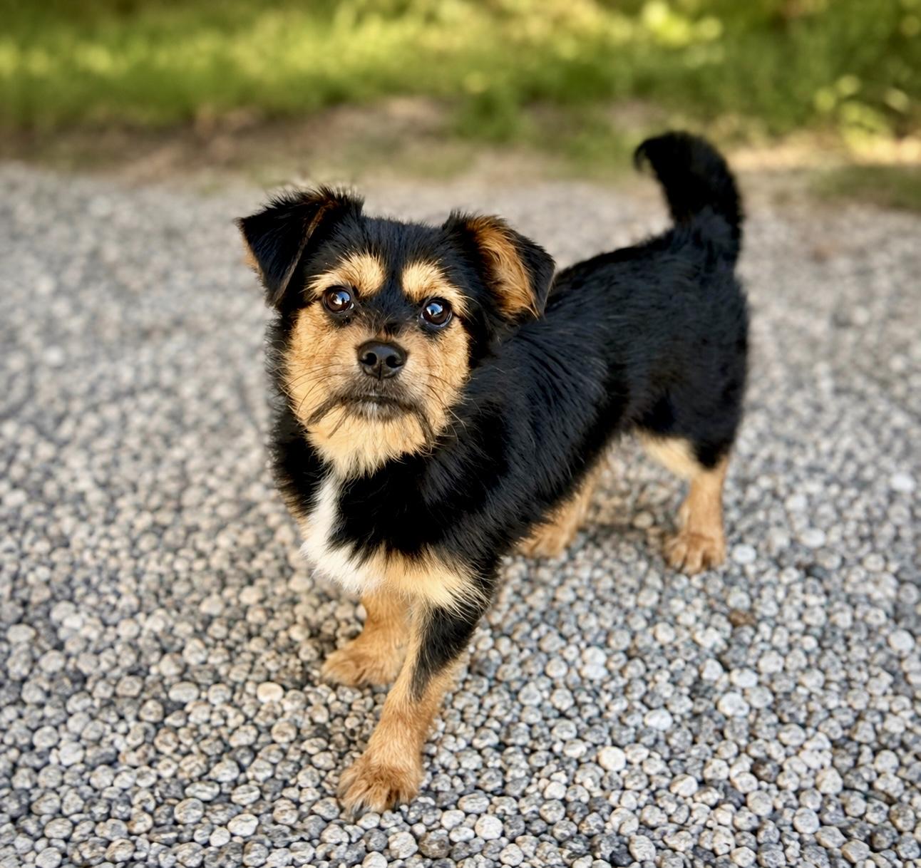 Enlarge Reesie, a ADOPTABLE mixed breed in El Segundo, CA image 3/6