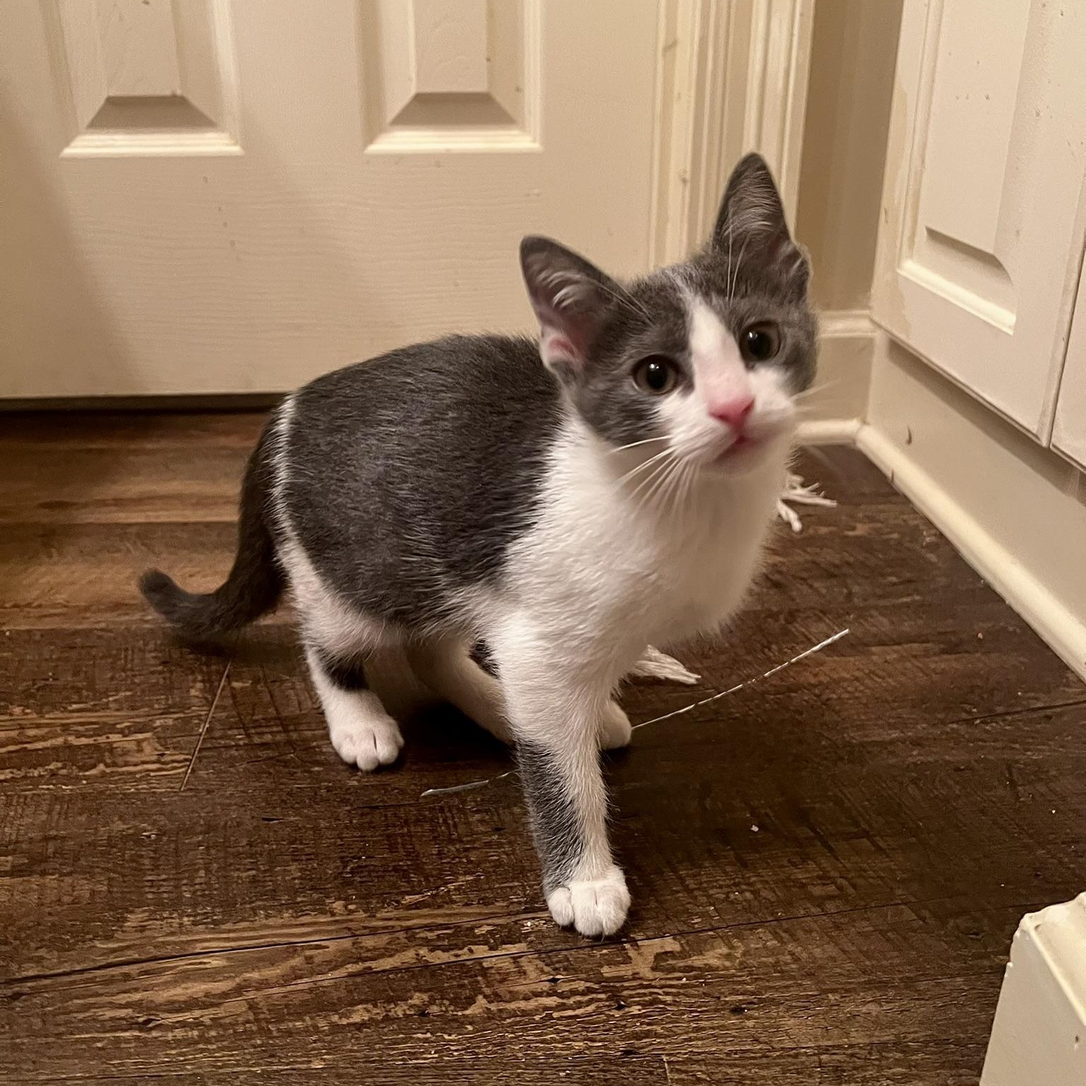 Taz, a Adoptable Domestic Short Hair in Carthage, MS image 1/6