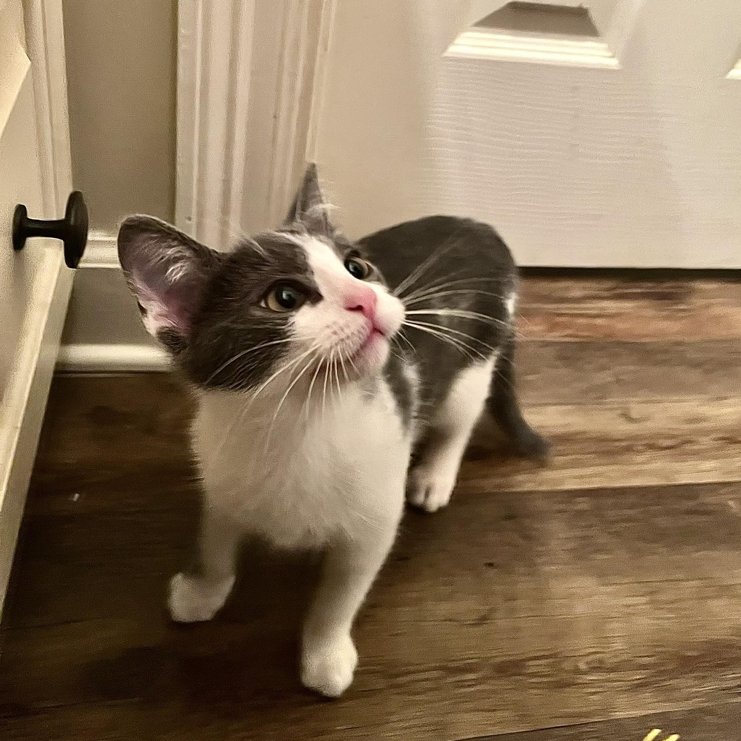 Taz, a Adoptable Domestic Short Hair in Carthage, MS image 2/6