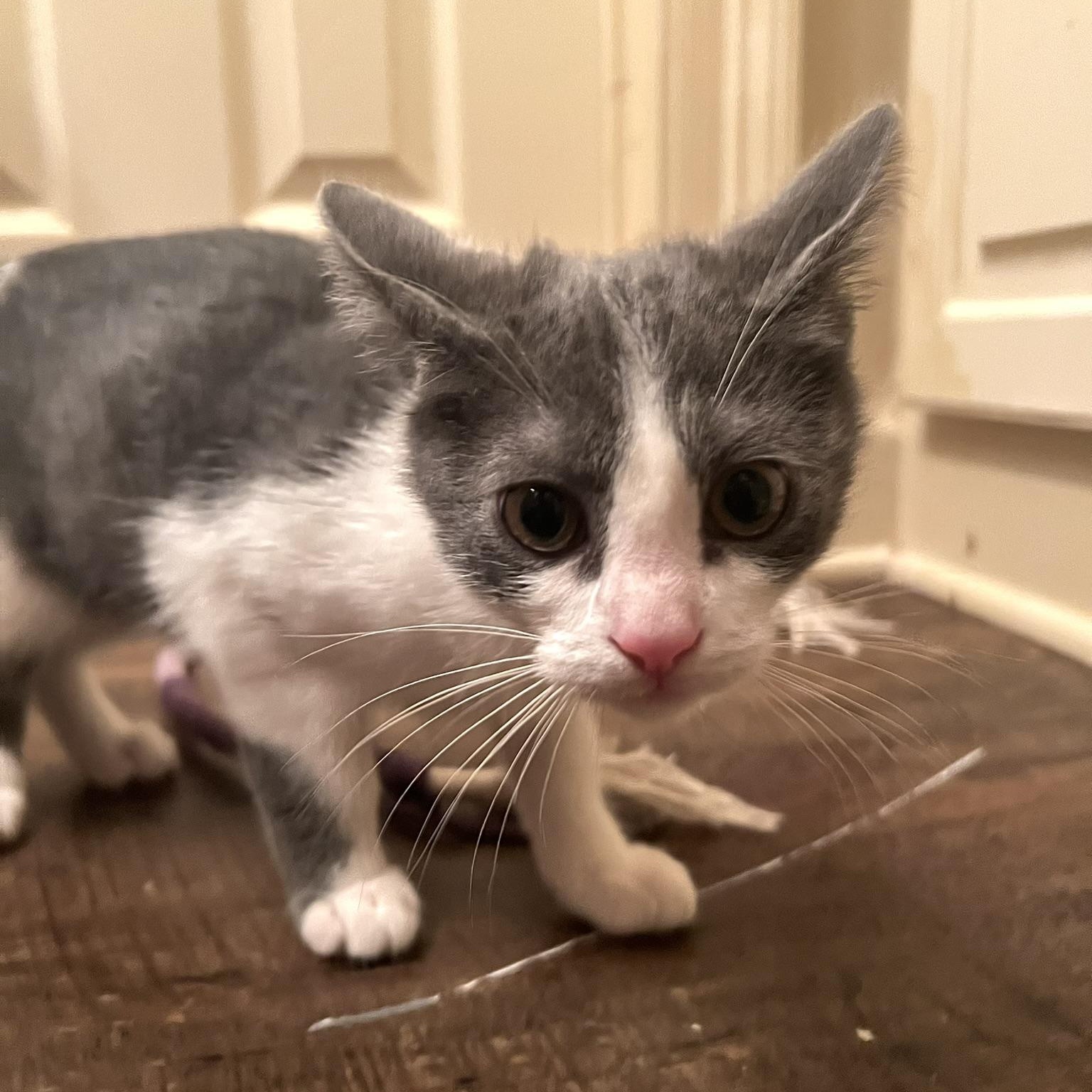 Taz, a Adoptable Domestic Short Hair in Carthage, MS image 4/6