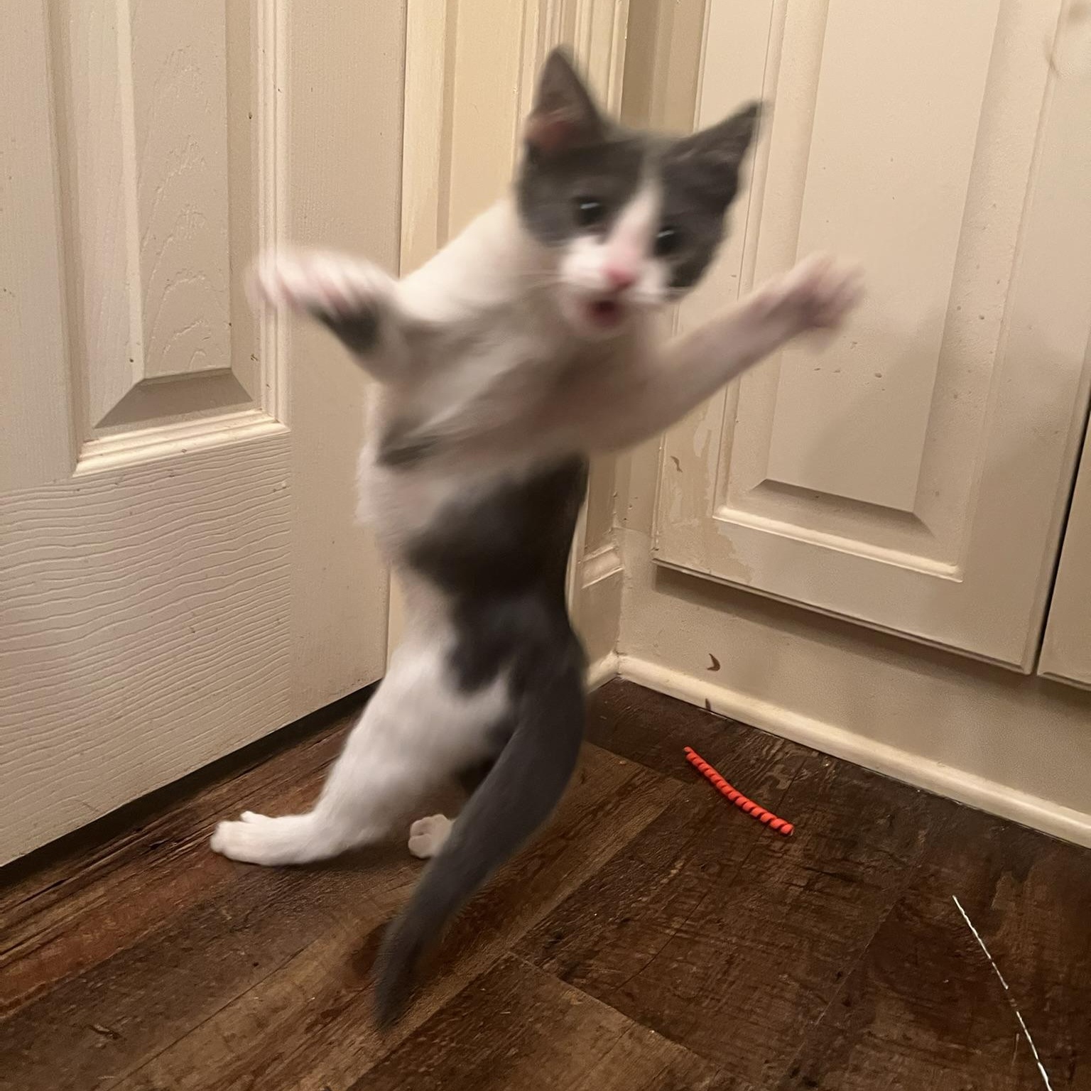 Taz, a Adoptable Domestic Short Hair in Carthage, MS image 5/6