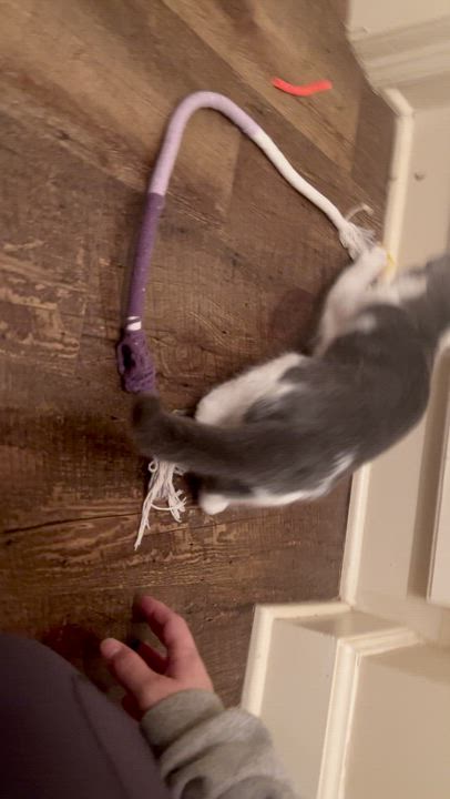 Enlarge Taz, a Adoptable Domestic Short Hair in Carthage, MS video 6/6