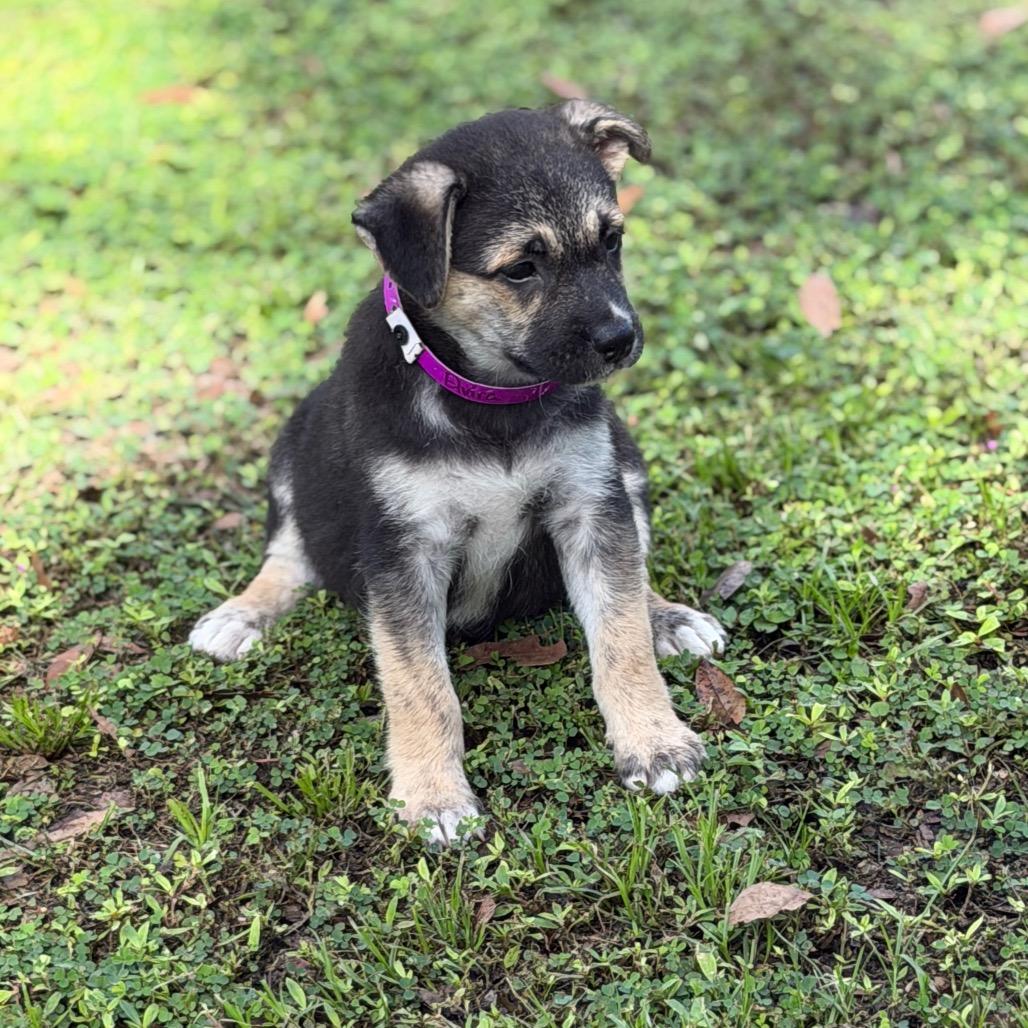 ELVIRA, Adoptable, Puppy Female German Shepherd Dog & Mixed Breed.