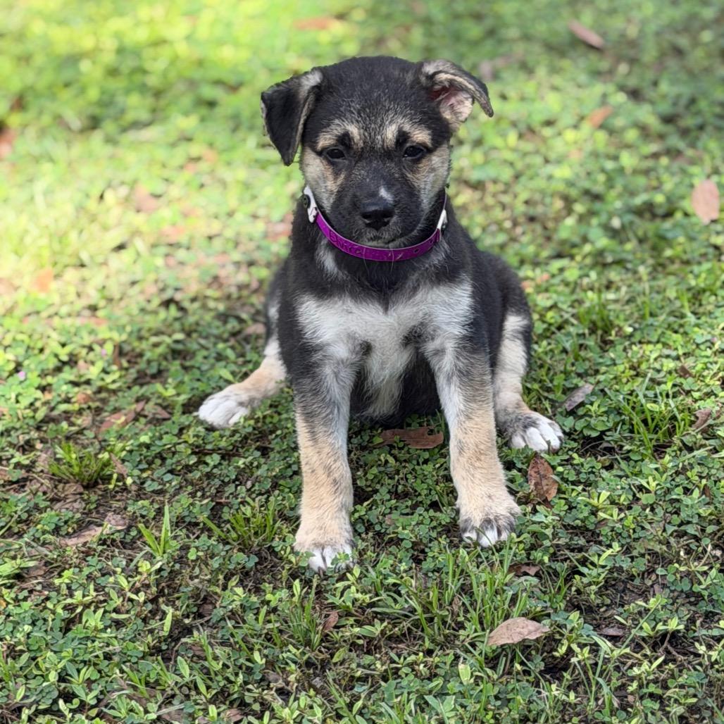 Enlarge ELVIRA, a Adoptable mixed breed in Wellington, FL image 2/4