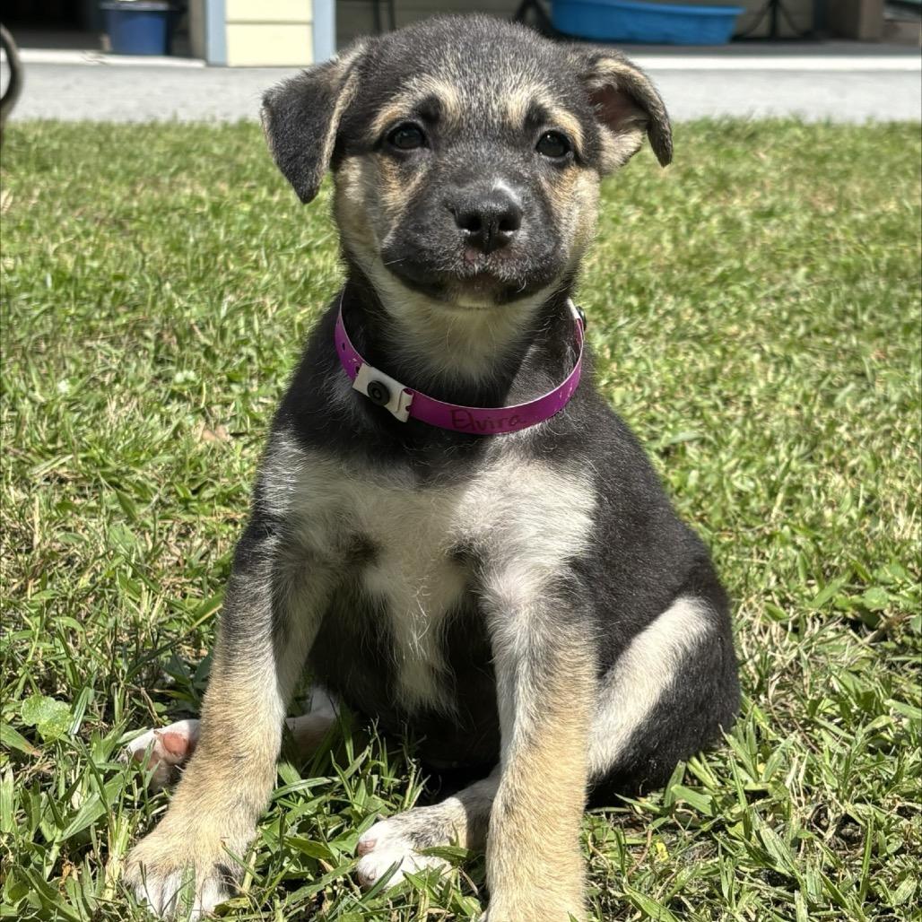 Enlarge ELVIRA, a Adoptable mixed breed in Wellington, FL image 3/4
