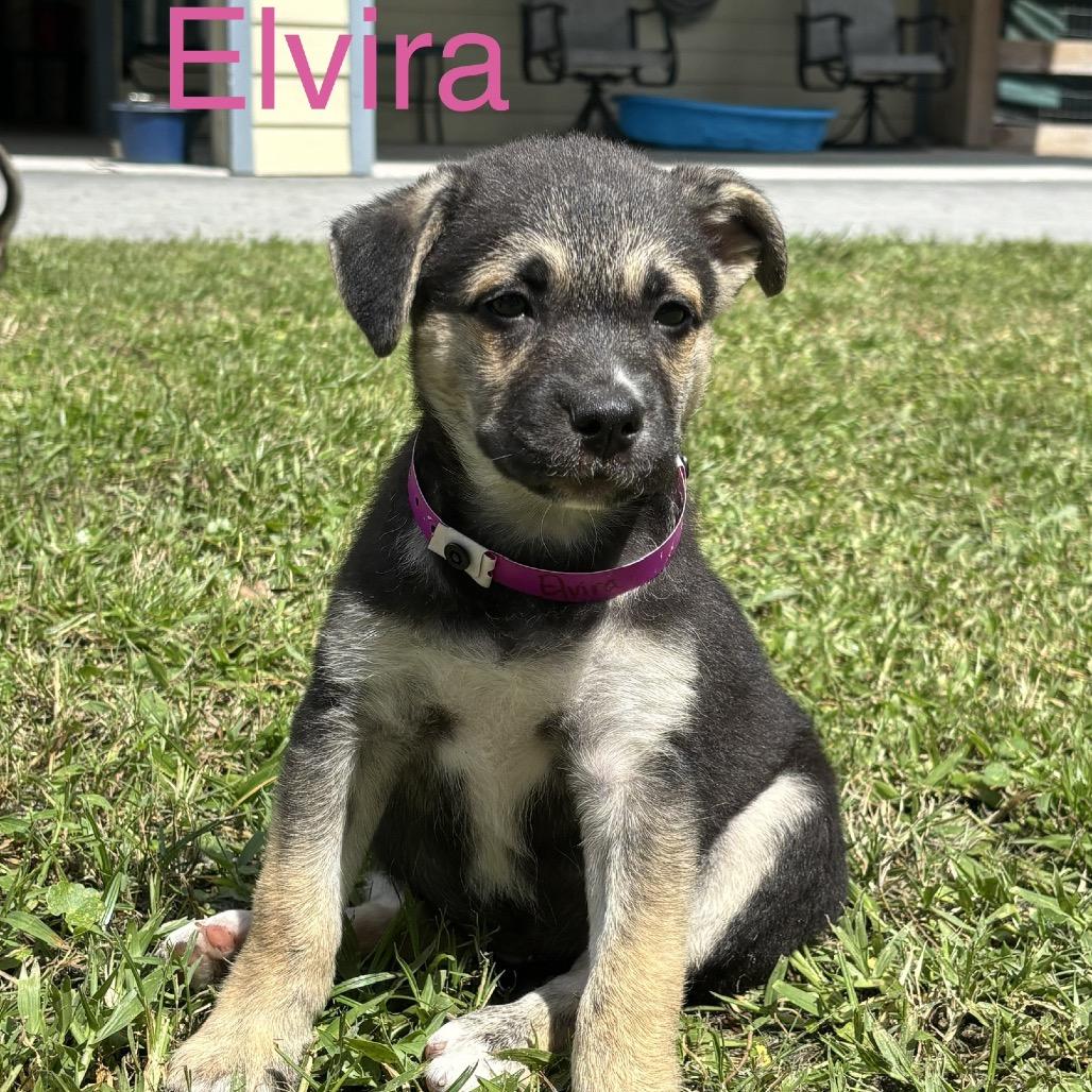 Enlarge ELVIRA, a Adoptable mixed breed in Wellington, FL image 4/4
