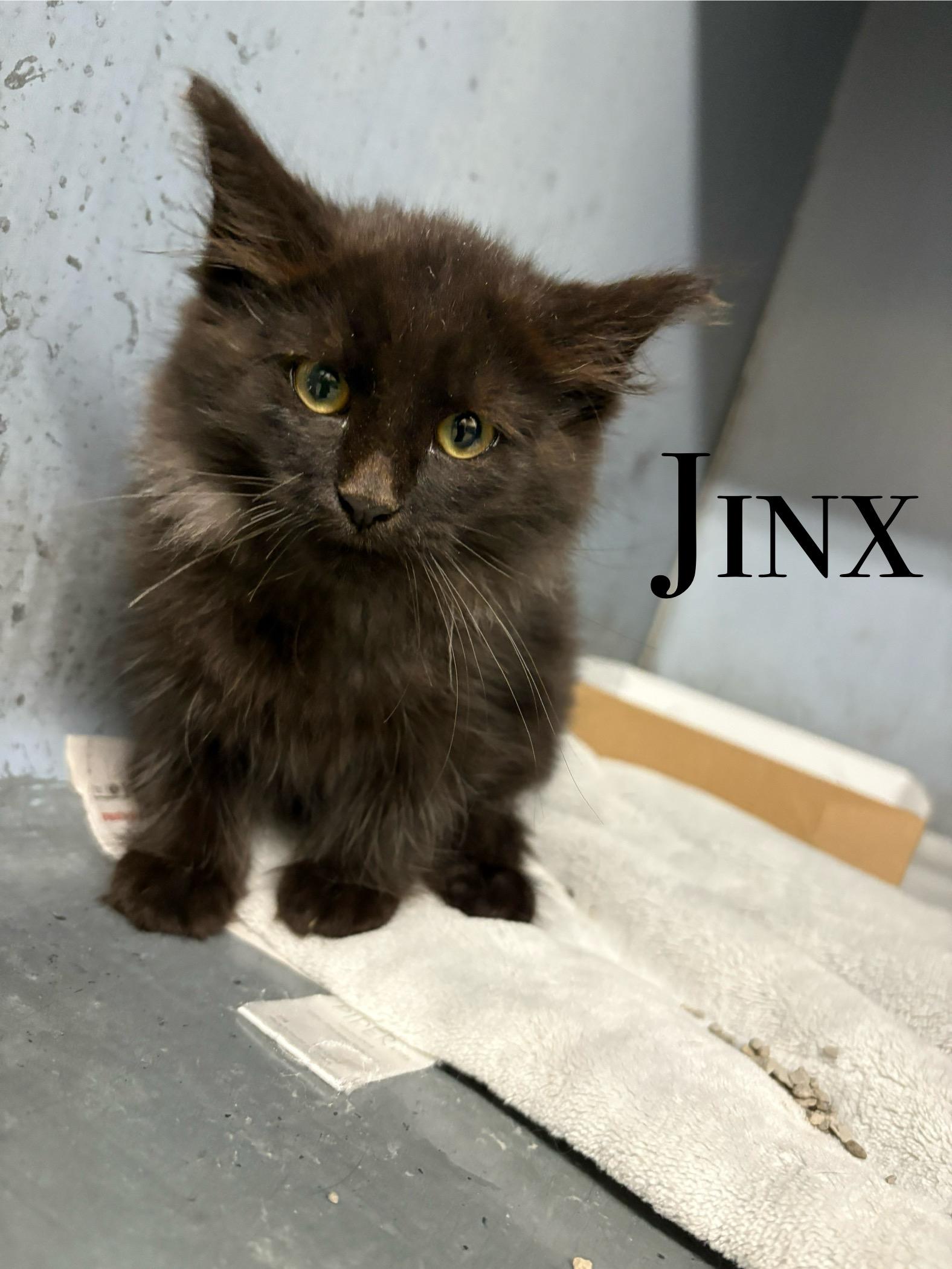 Jinx, an adoptable Domestic Long Hair in Craig, CO, 81625 | Photo Image 1