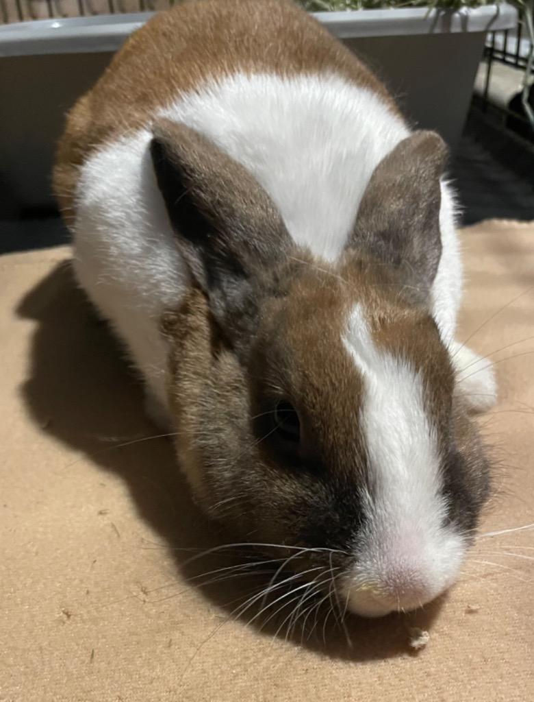 Cinnabun photo