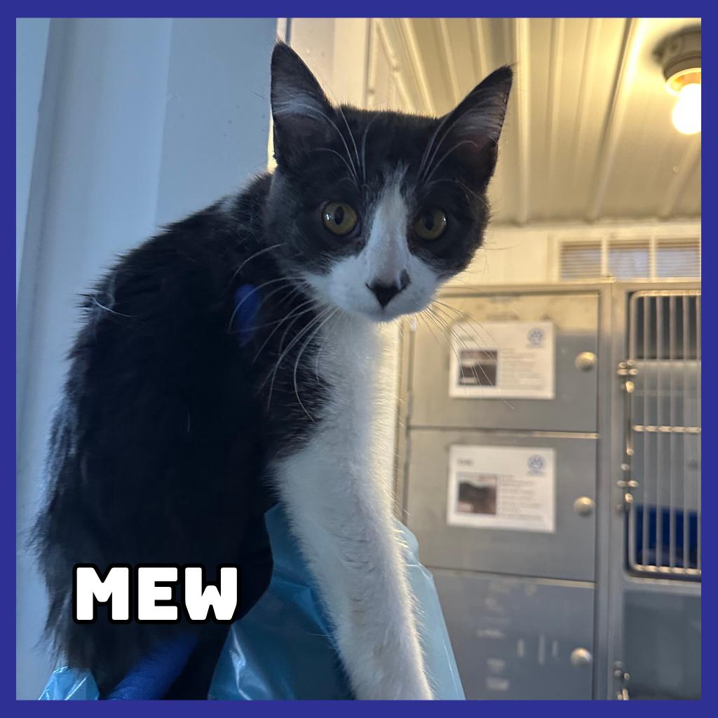 Enlarge Mew, a Adoptable Domestic Short Hair in Glenwood, MN image 1/2