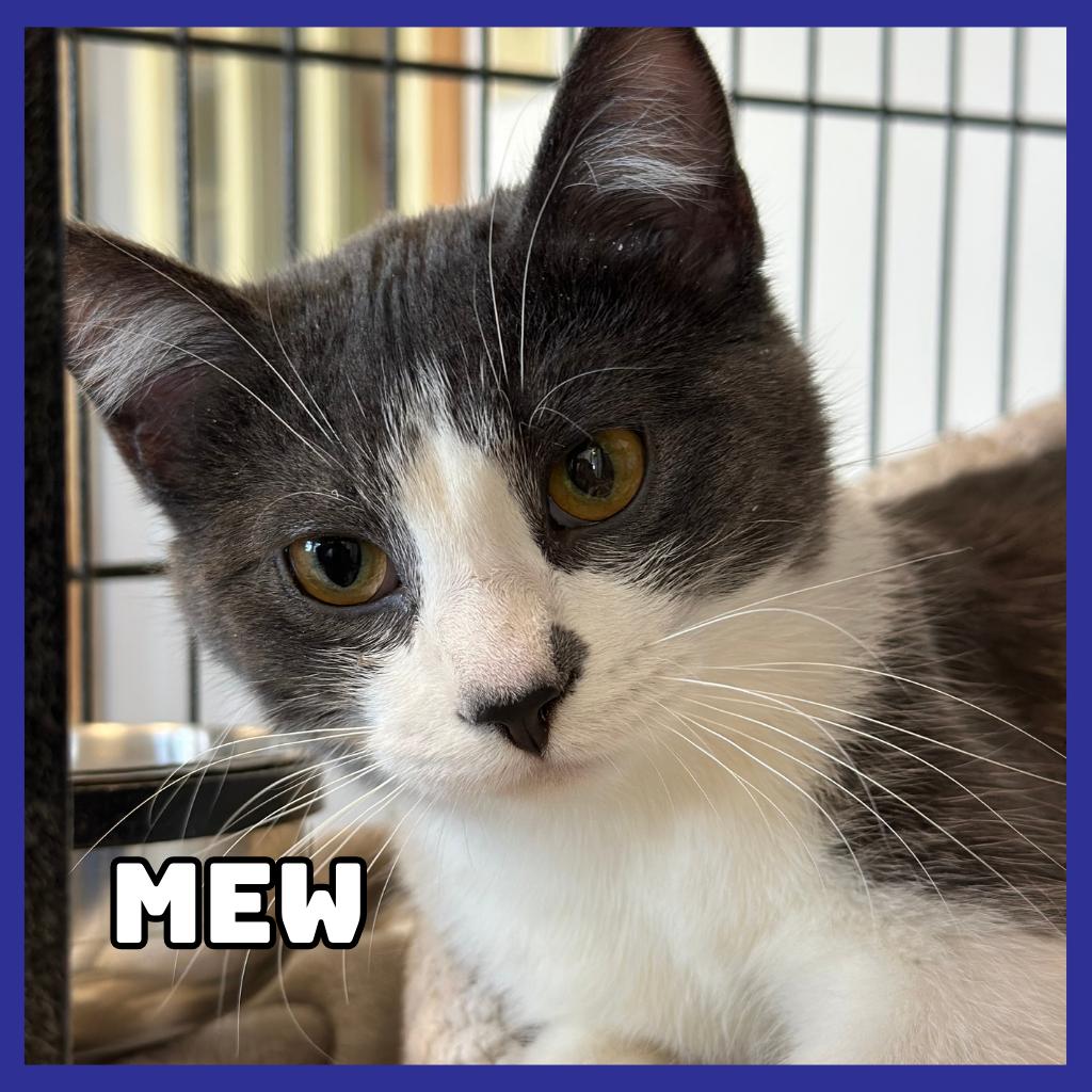 Enlarge Mew, a Adoptable Domestic Short Hair in Glenwood, MN image 2/2