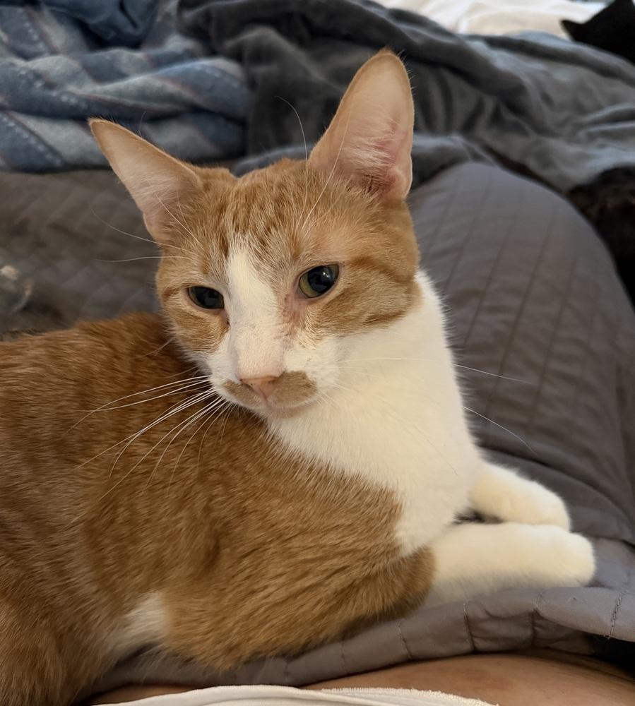 Enlarge Tucker, a Adoptable Domestic Short Hair in Chicago, IL image 2/4