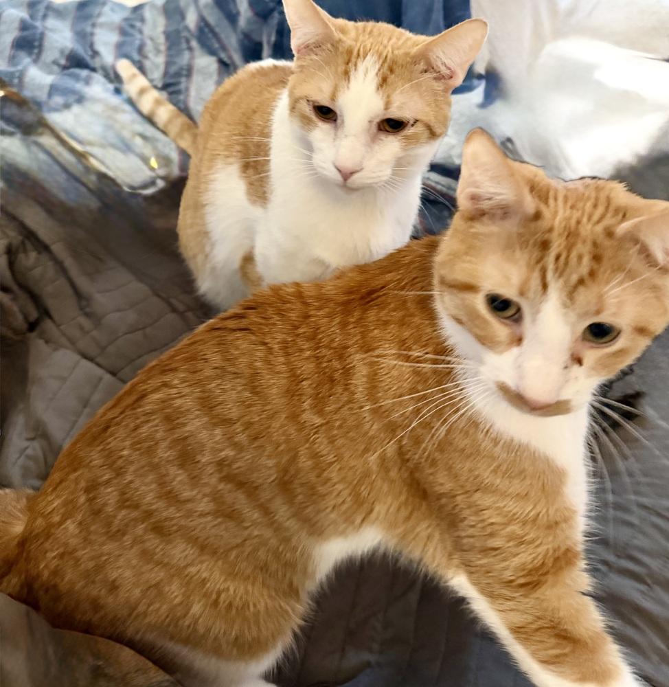 Enlarge Tucker, a Adoptable Domestic Short Hair in Chicago, IL image 3/4