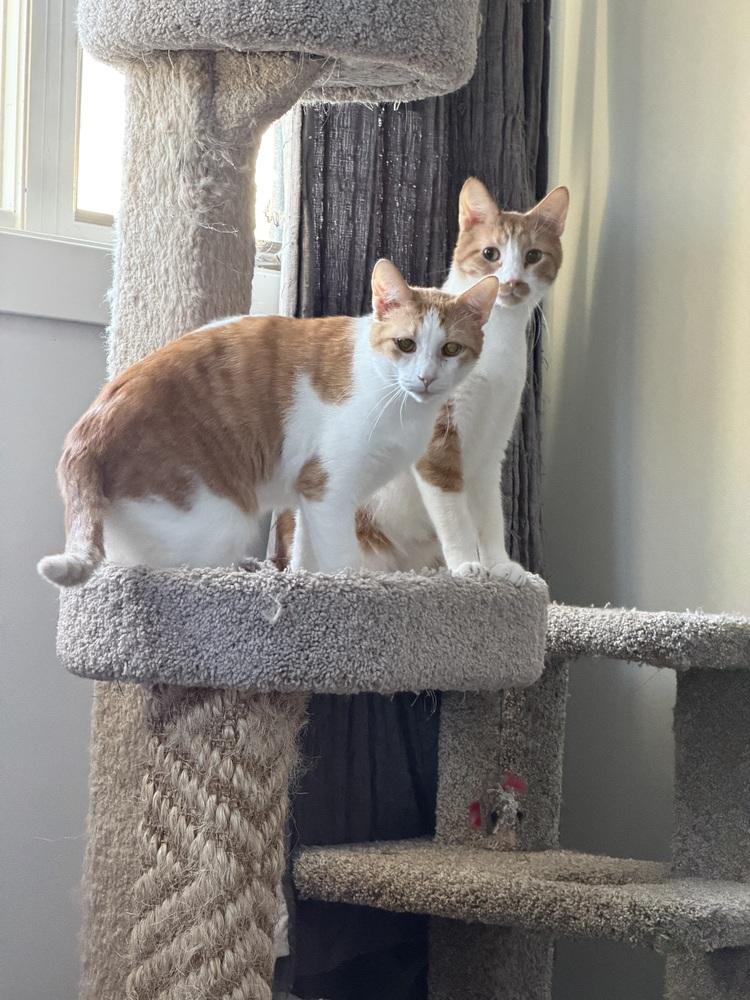 Enlarge Tucker, a Adoptable Domestic Short Hair in Chicago, IL image 4/4