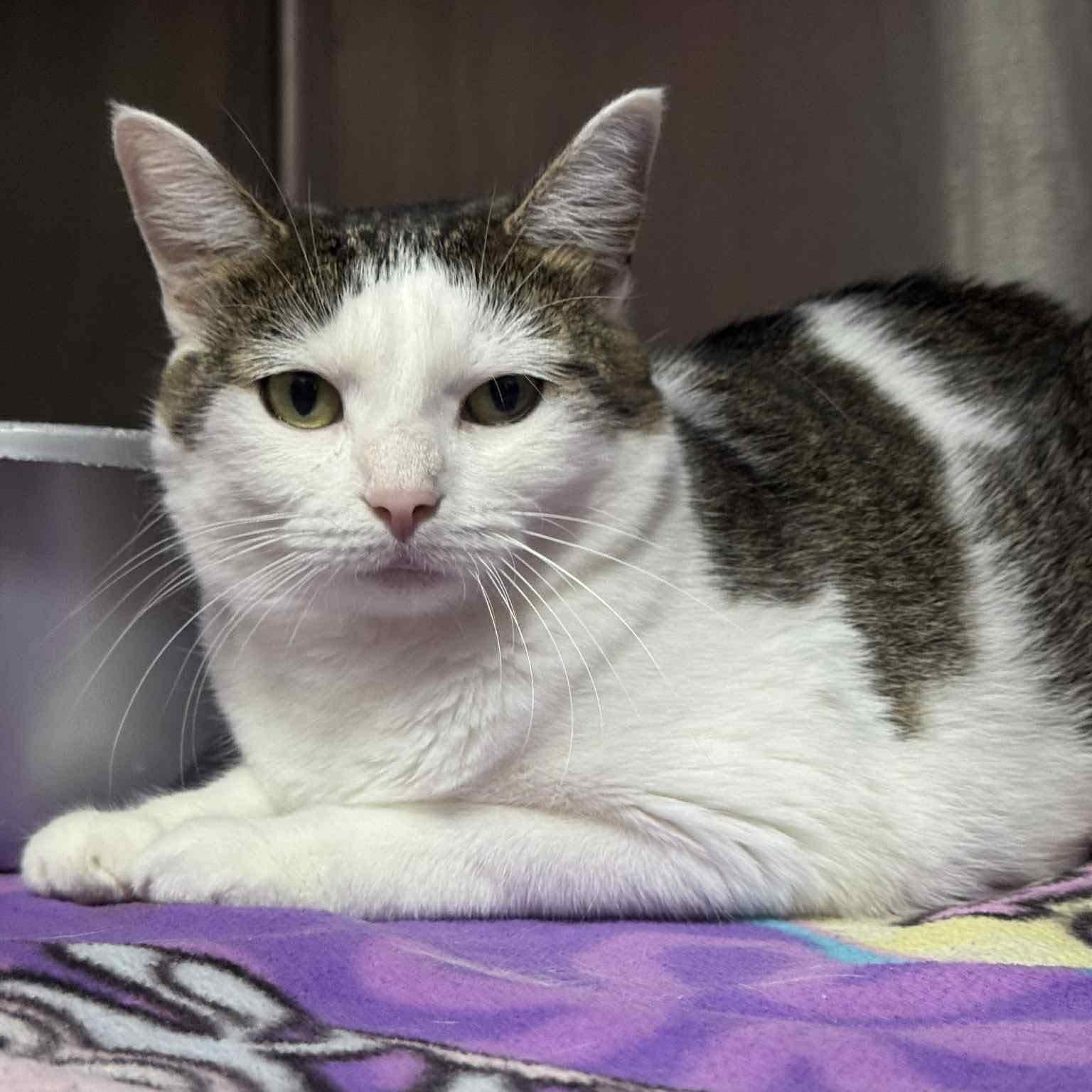 Enlarge Elizabeth, a Adoptable Domestic Medium Hair in Martinsville, IN image 1/1