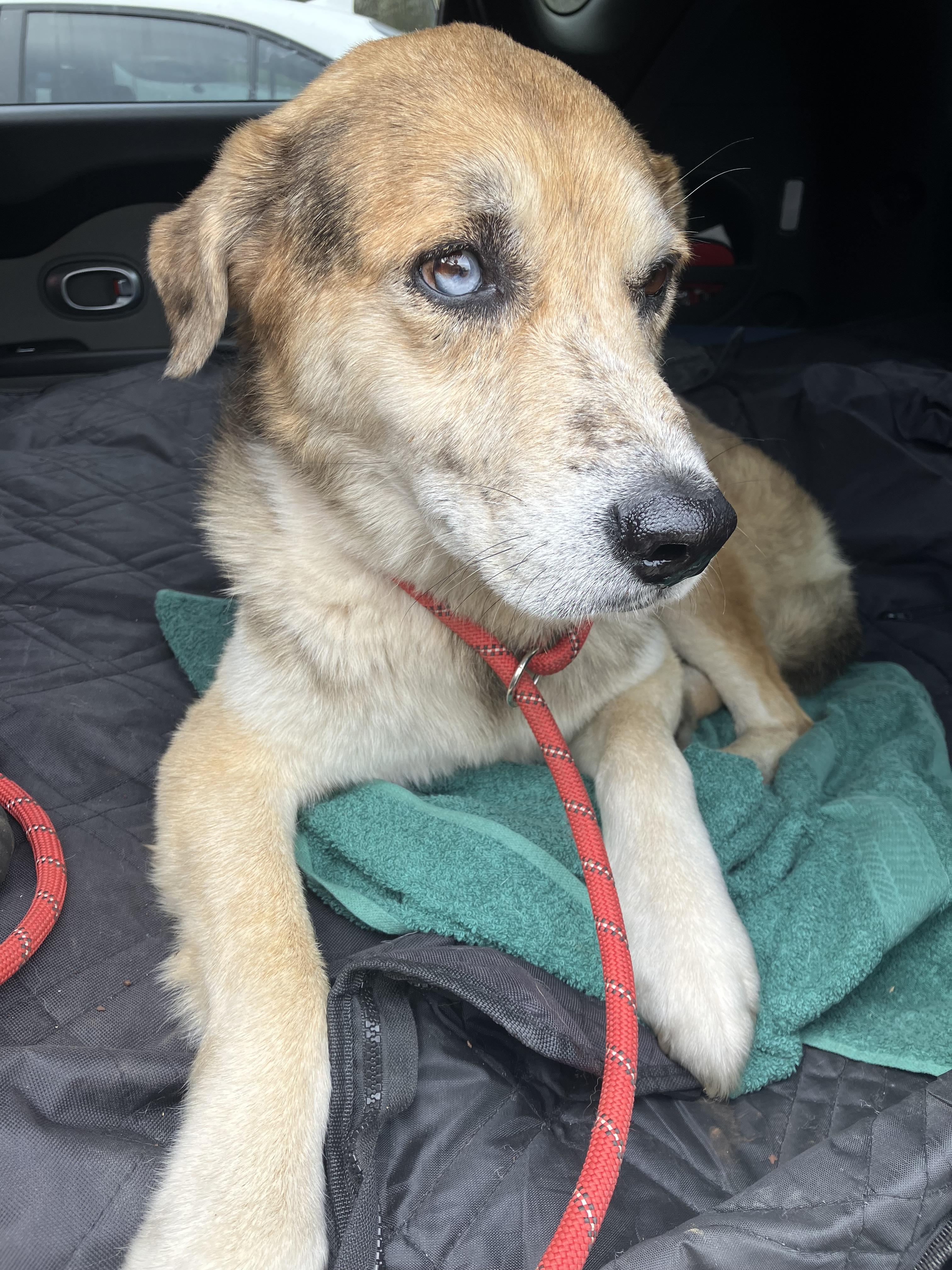 Enlarge BOWIE, a ADOPTABLE mixed breed in Sylacauga, AL image 1/1