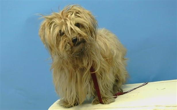 Enlarge A5797896, a Adoptable mixed breed in Gardena, CA image 1/1