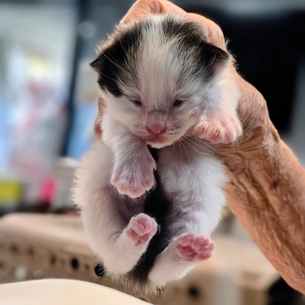 Russell, Adopted, Kitten Male Domestic Short Hair.