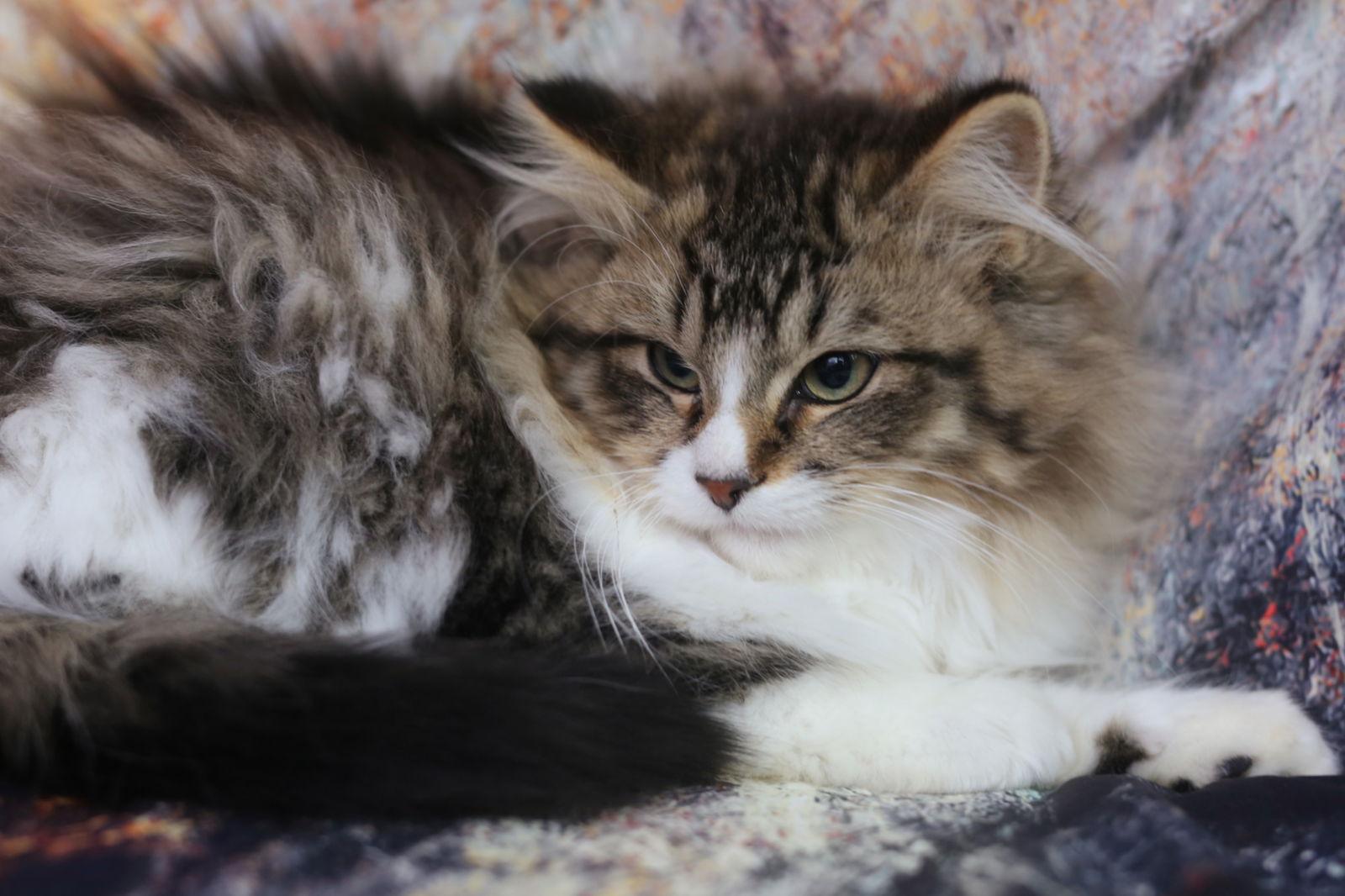 Miflin, Adoptable, Young Female Domestic Medium Hair.