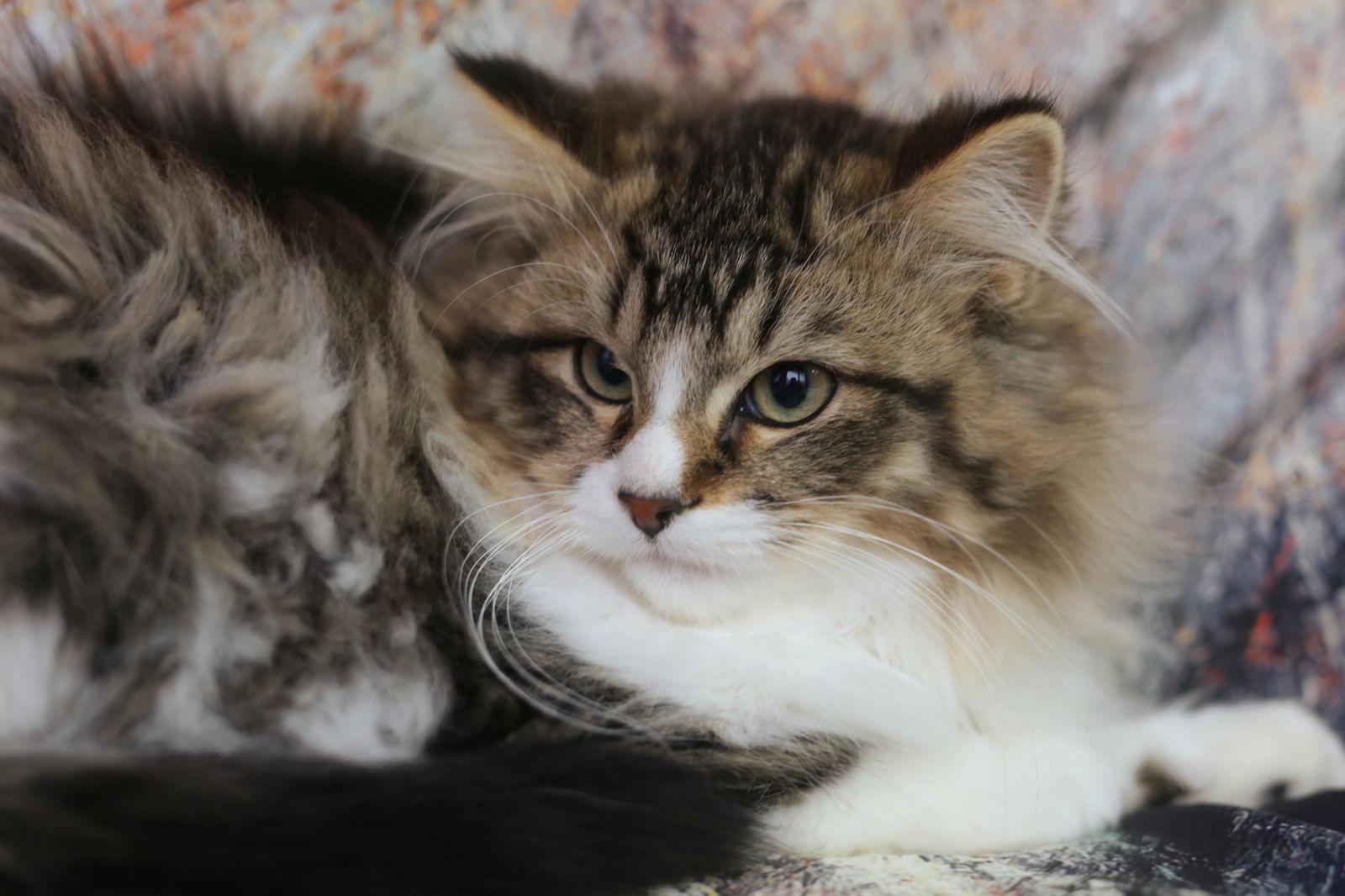 Enlarge Miflin, a Adoptable Domestic Medium Hair in New Prague, MN image 2/3