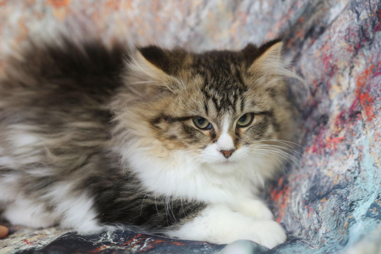 Enlarge Miflin, a Adoptable Domestic Medium Hair in New Prague, MN image 3/3