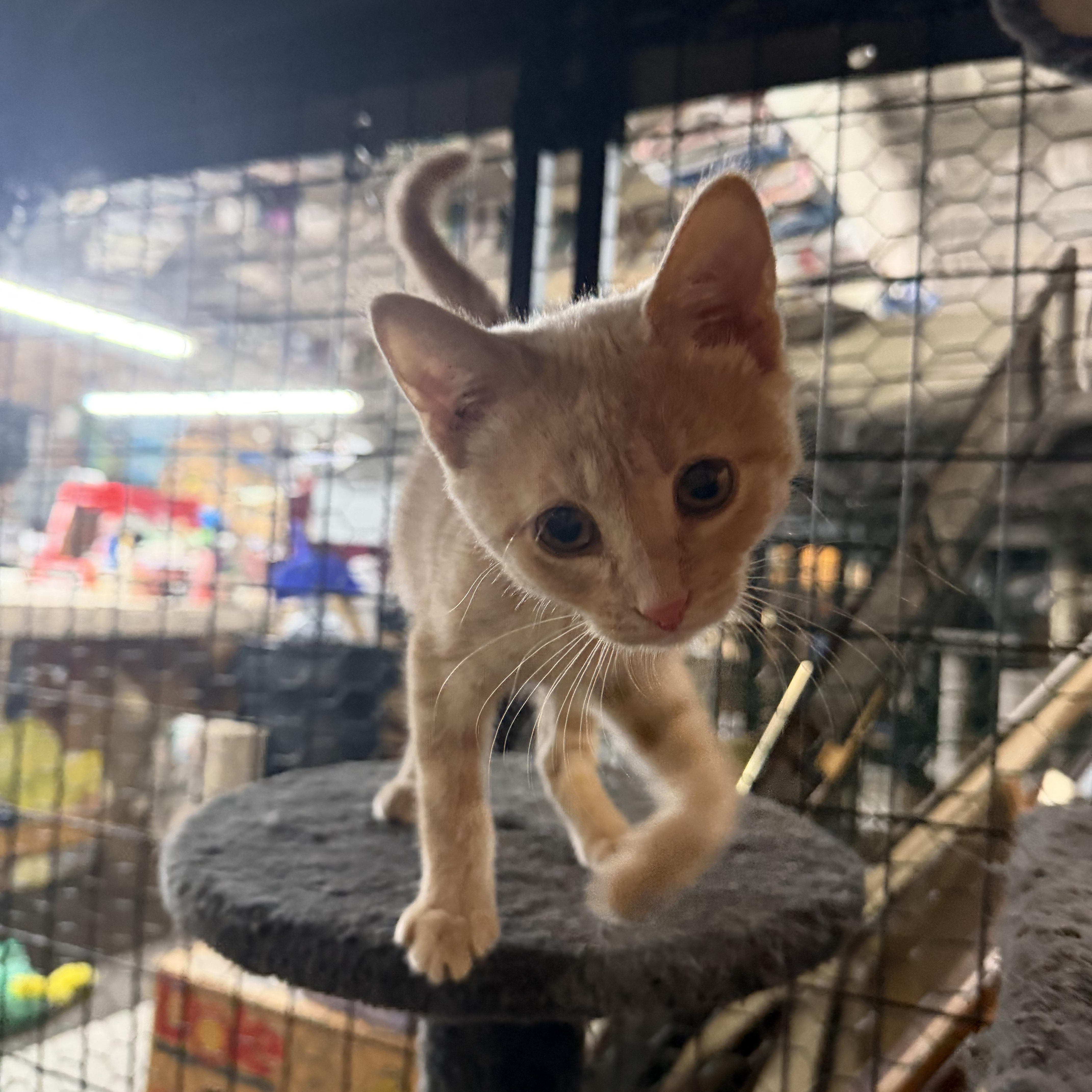 Ginger, Adoptable, Kitten Female Domestic Short Hair.