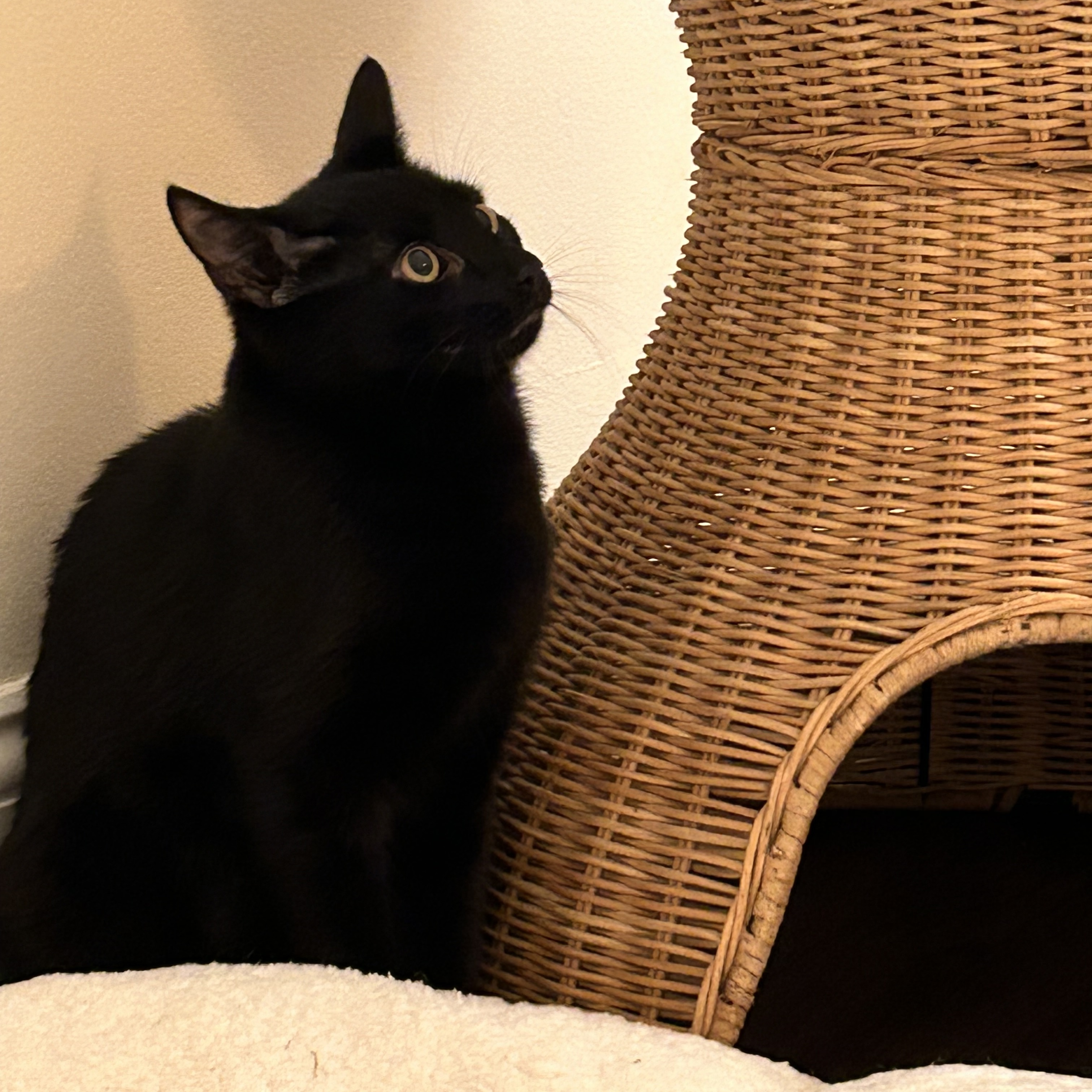 Enlarge Peekaboo, a Adoptable Domestic Short Hair in East Northport, NY image 3/4