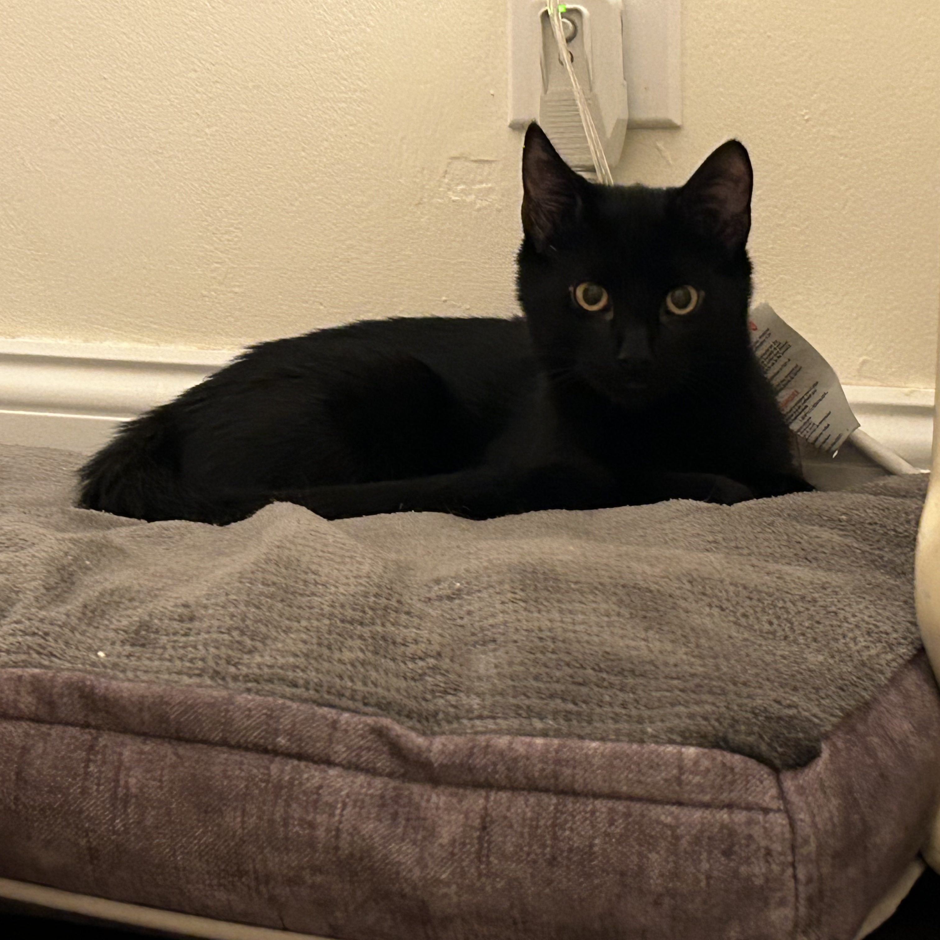 Enlarge Peekaboo, a Adoptable Domestic Short Hair in East Northport, NY image 2/4