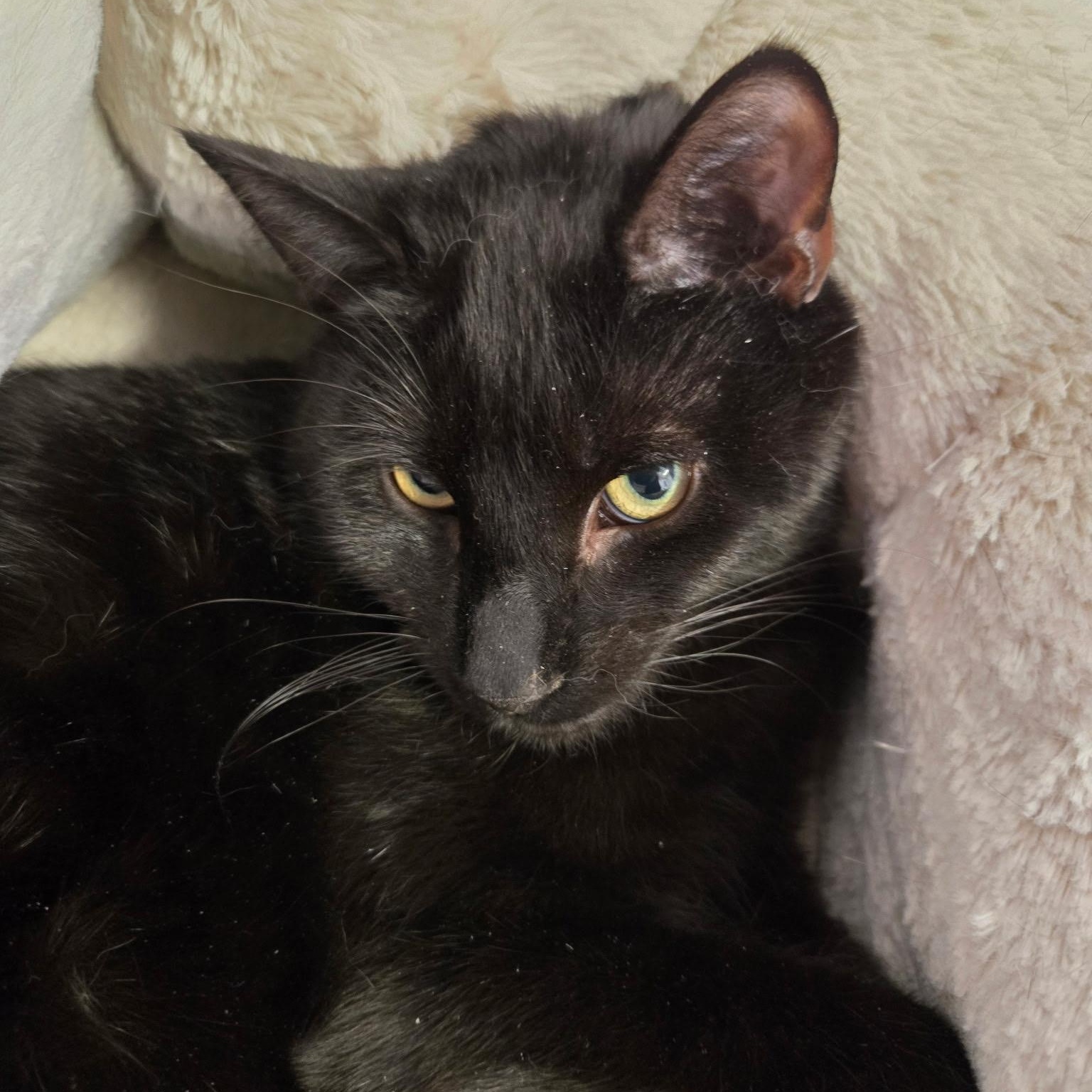 Enlarge Peekaboo, a Adoptable Domestic Short Hair in East Northport, NY image 1/4