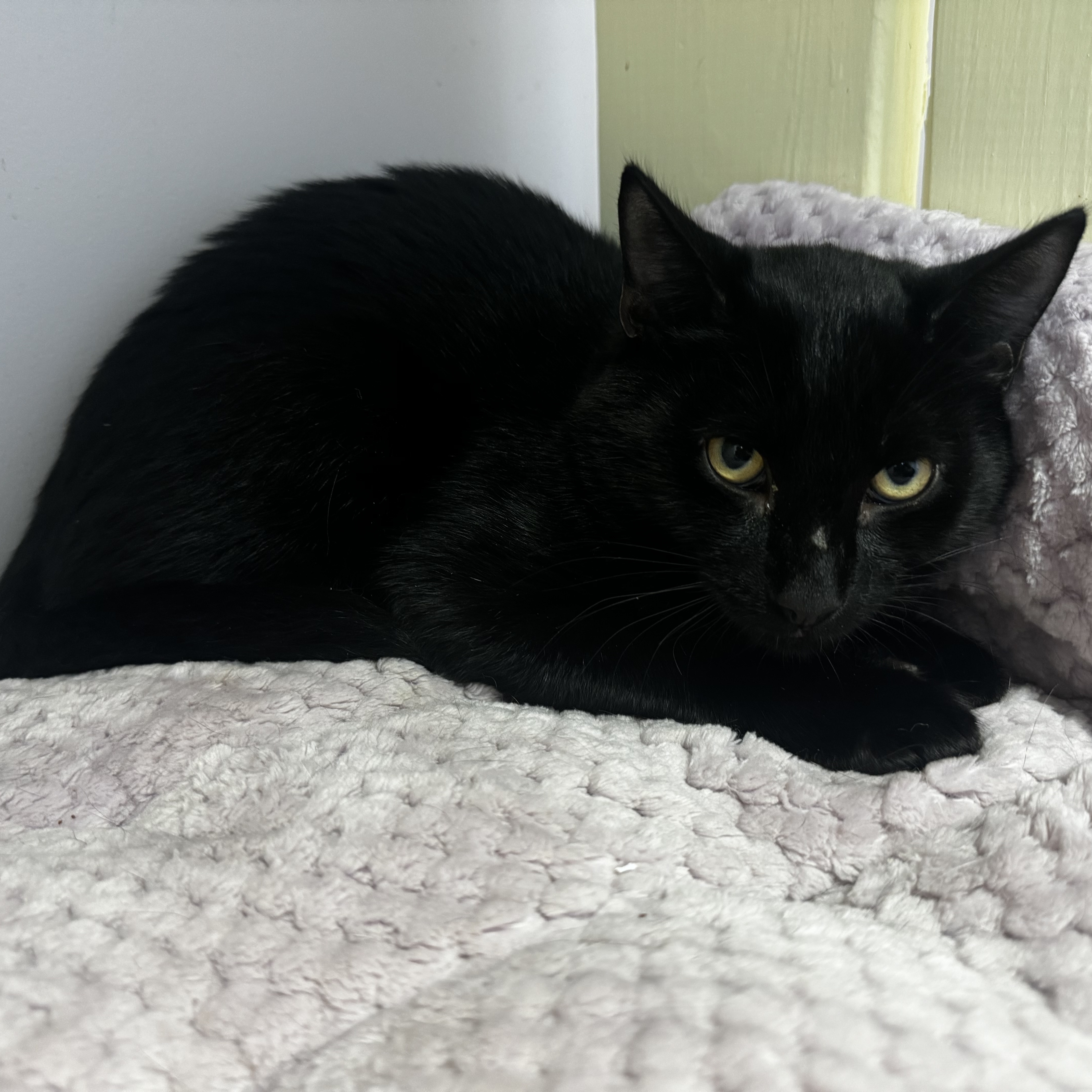 Enlarge Peekaboo, a Adoptable Domestic Short Hair in East Northport, NY image 4/4