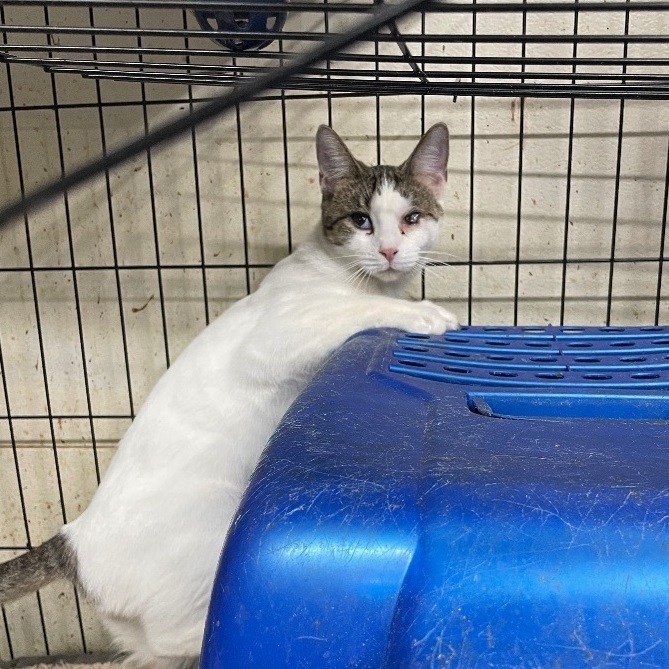 Enlarge Happy, a Adoptable mixed breed in New Orleans, LA image 1/3