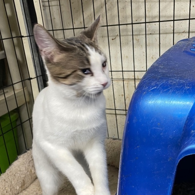 Happy, an adoptable Tabby, American Shorthair in New Orleans, LA, 70175 | Photo Image 2
