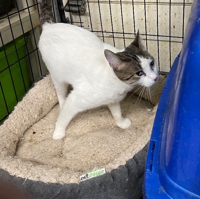 Happy, an adoptable Tabby, American Shorthair in New Orleans, LA, 70175 | Photo Image 3