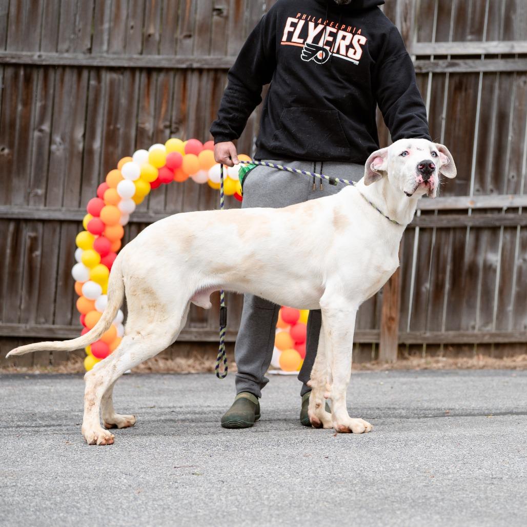 Enlarge Rover, an adopted Great Dane in Chester Springs, PA image 3/6