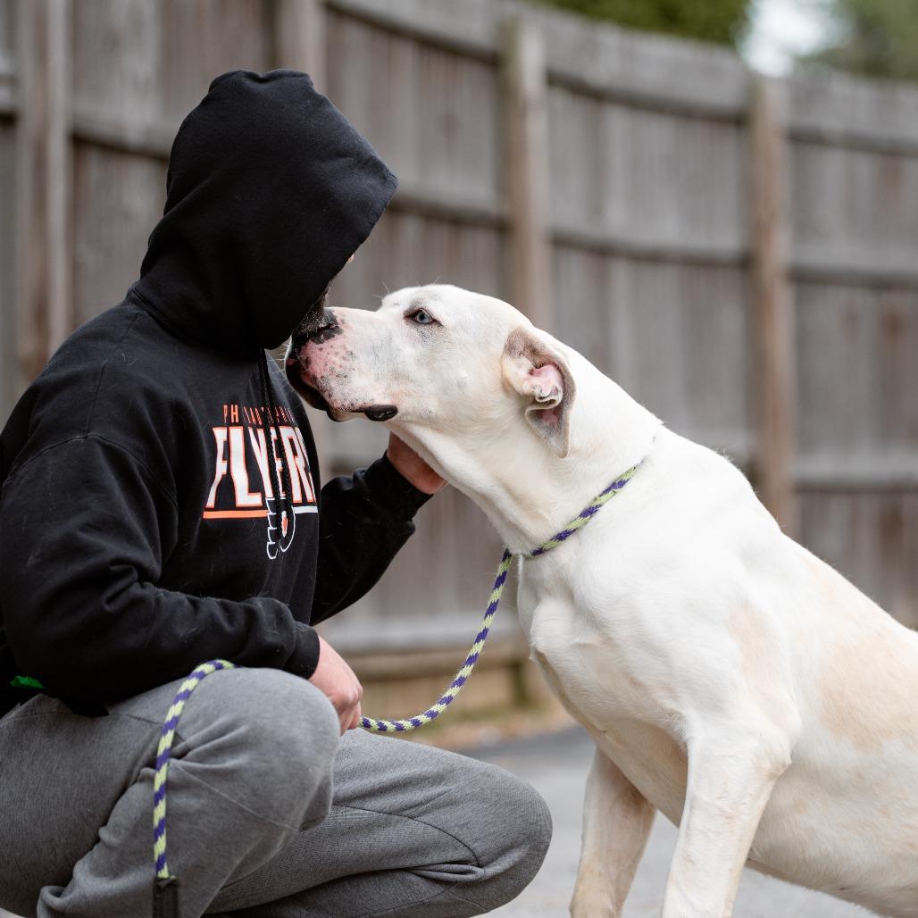 Enlarge Rover, an adopted Great Dane in Chester Springs, PA image 5/6