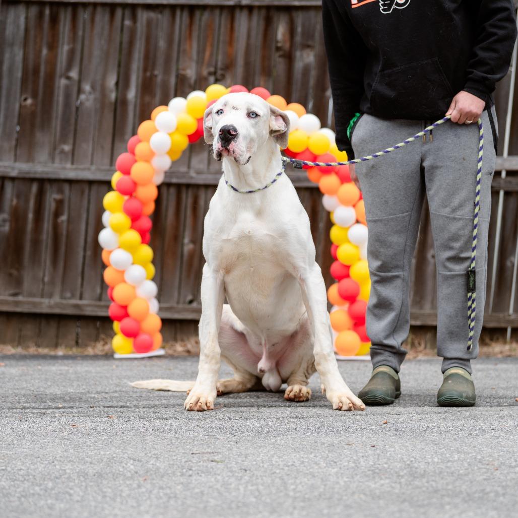 Enlarge Rover, an adopted Great Dane in Chester Springs, PA image 4/6