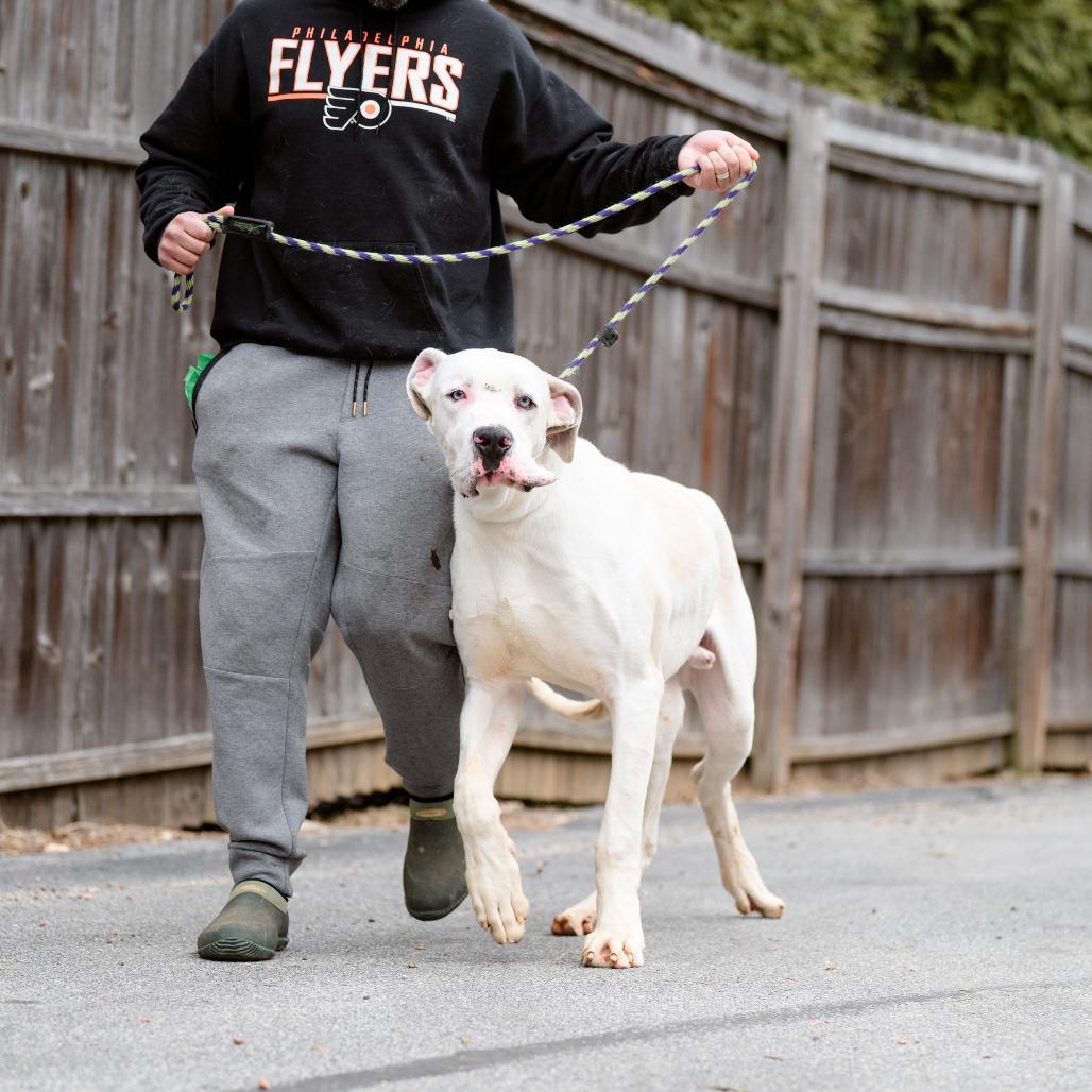 Enlarge Rover, an adopted Great Dane in Chester Springs, PA image 2/6