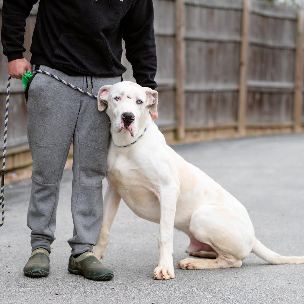 Enlarge Rover, an adopted Great Dane in Chester Springs, PA image 6/6