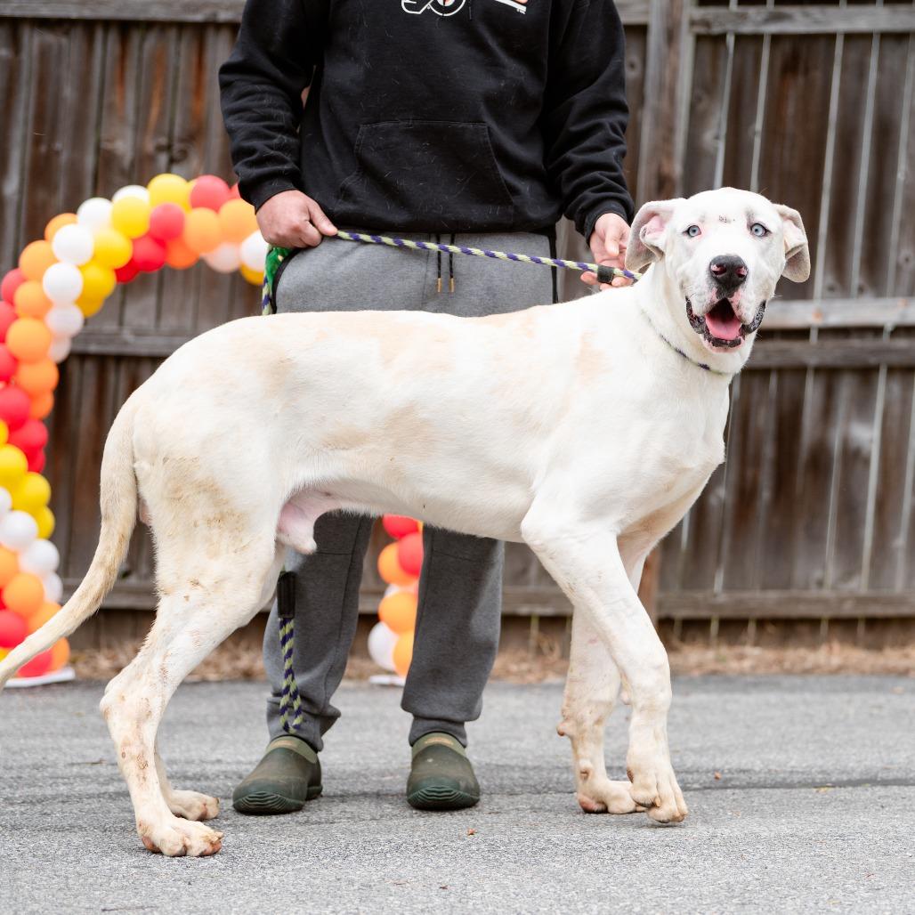 Enlarge Rover, an adopted Great Dane in Chester Springs, PA image 1/6