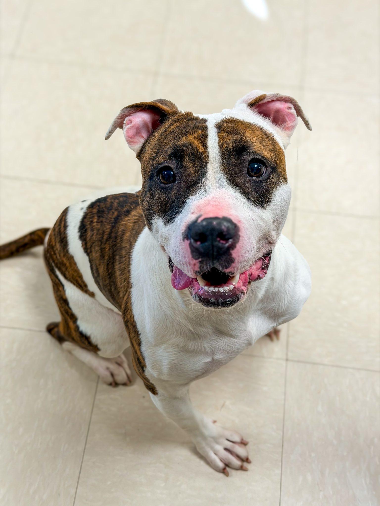 Enlarge Zoey , a ADOPTABLE Pit Bull Terrier in Clayton, NJ image 1/2
