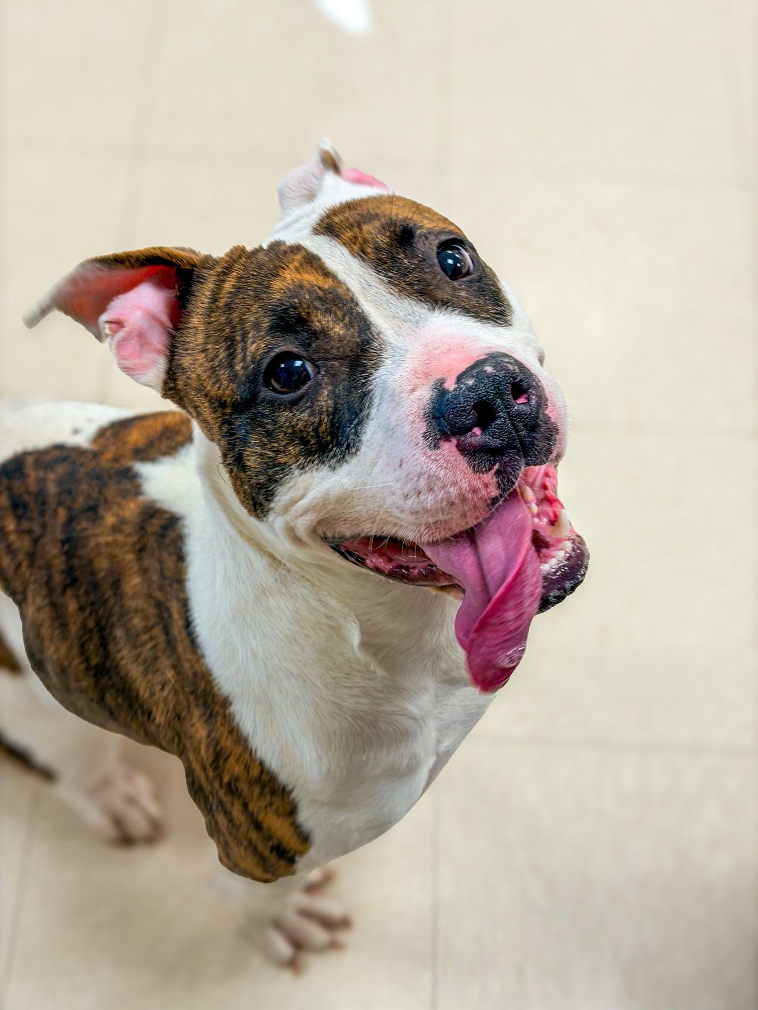 Enlarge Zoey , a ADOPTABLE Pit Bull Terrier in Clayton, NJ image 2/2