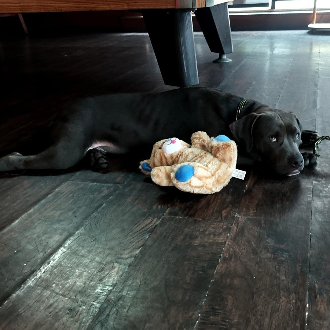 Guinness, an adopted mixed breed in Port Saint Lucie, FL image 6/6