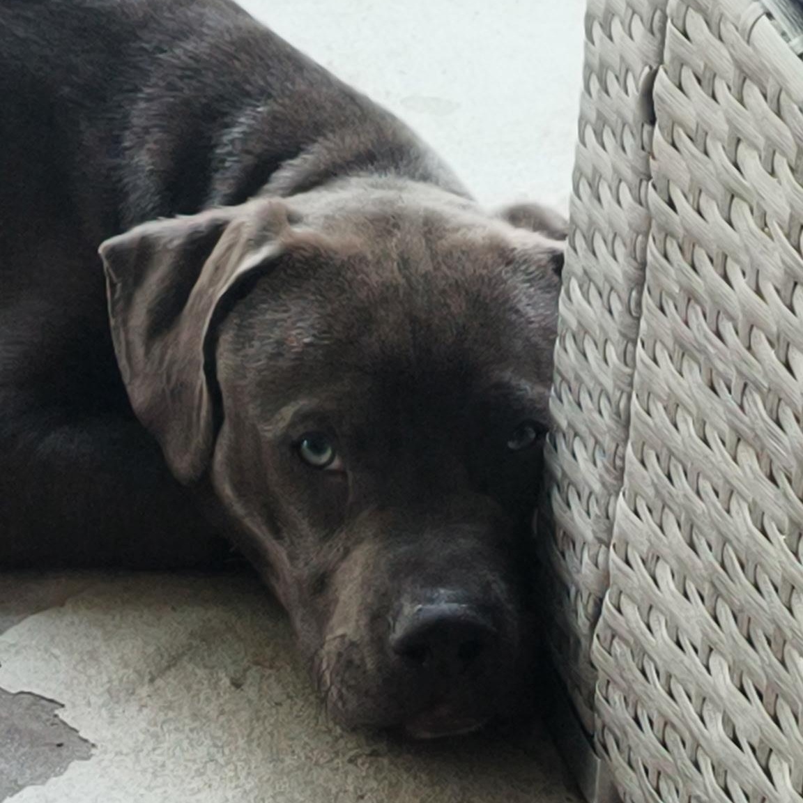 Guinness, an adopted mixed breed in Port Saint Lucie, FL image 4/6