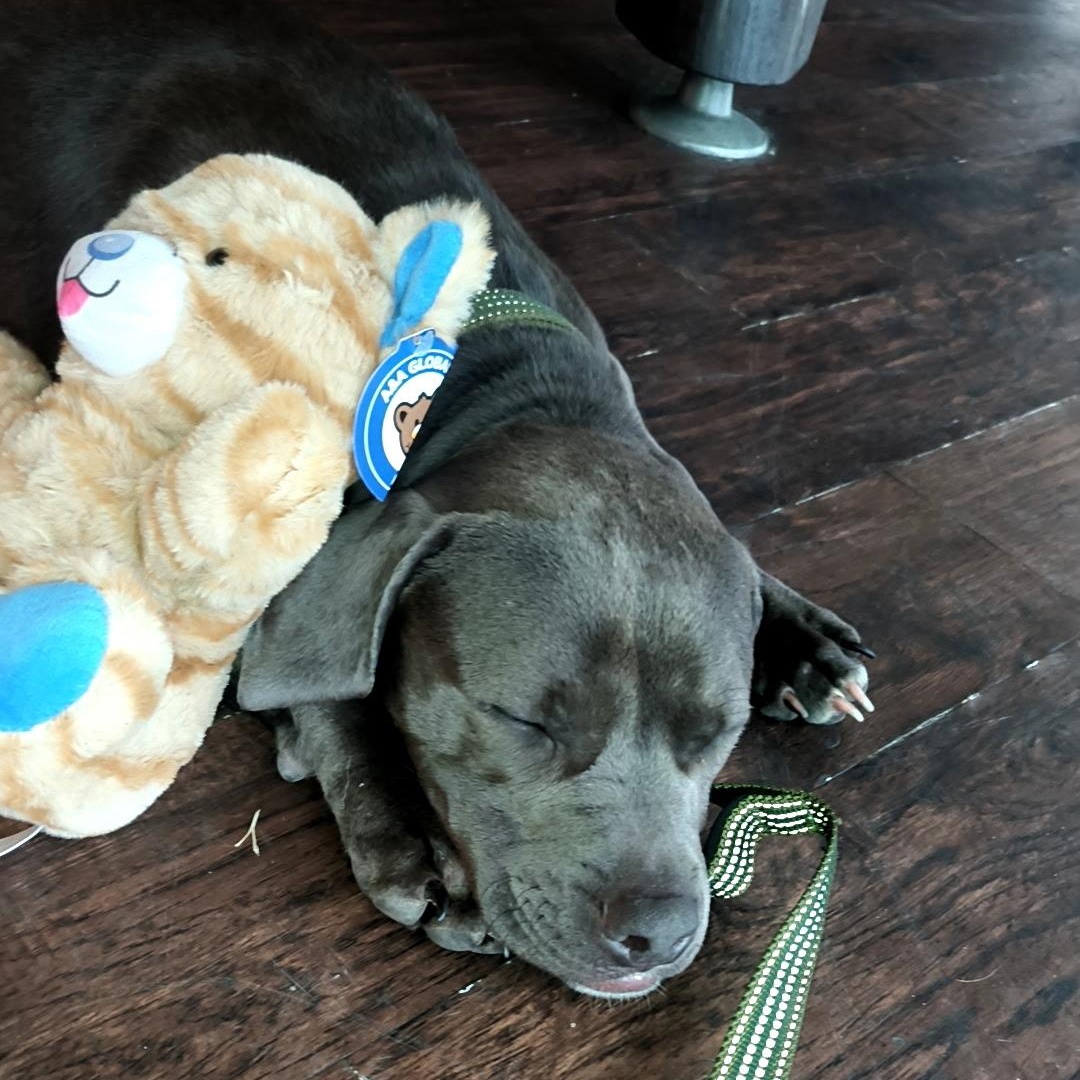 Guinness, an adopted mixed breed in Port Saint Lucie, FL image 5/6